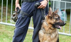 Dogs and Handlers